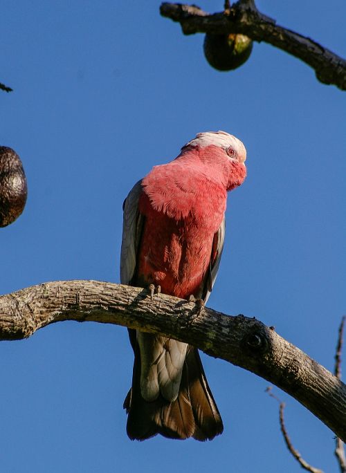 galah rose-breasted cockatoo parrot