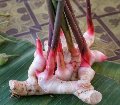 galangal herb ginger