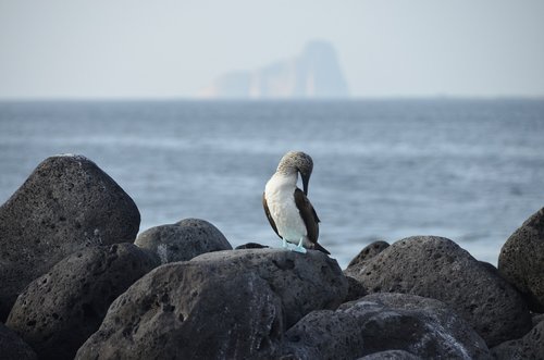 galapagos  bird  blauwvoetgent