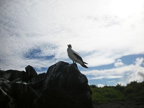 Galapagos Bird