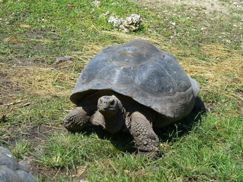 galapagos tortoise giant tortoise