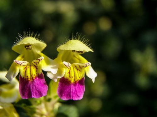 galeopsis speciosa flower wild