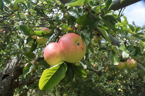 galician apples apples blonde