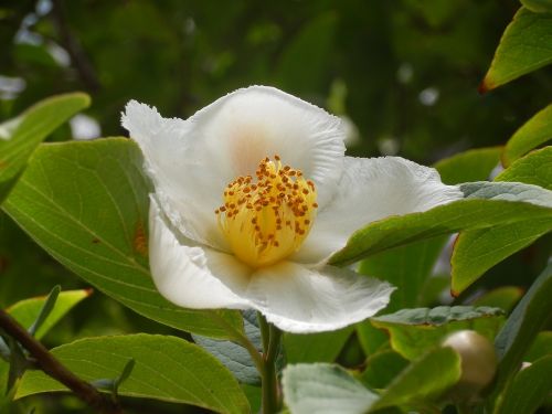 gallery moe white flowers arboretum