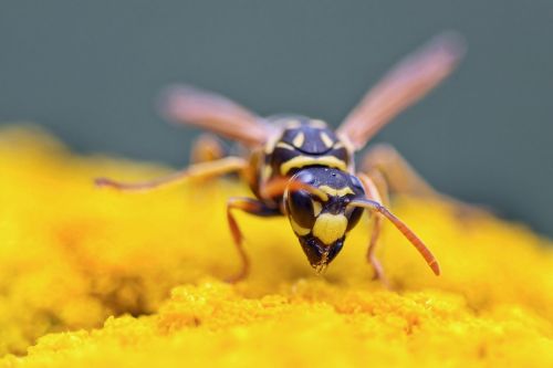 insect plant nature