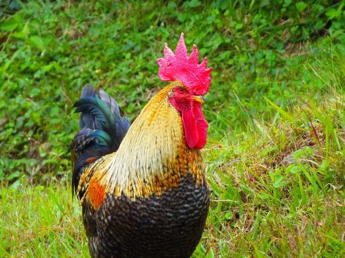 gallo honduras valledeangeles