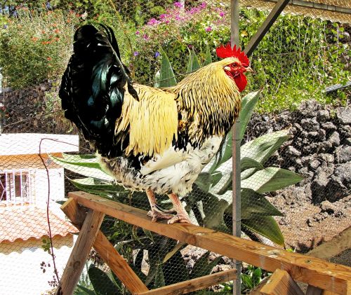 gallo poultry animal