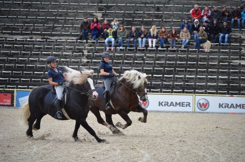 gallop stallion mane