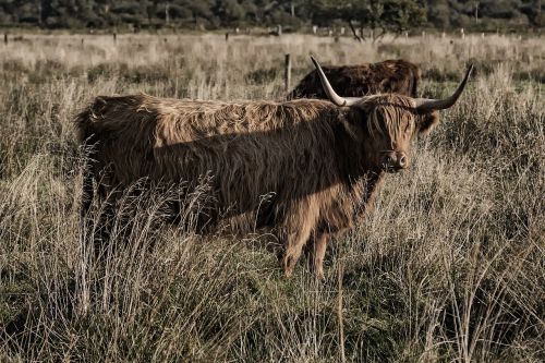 galloway beef livestock