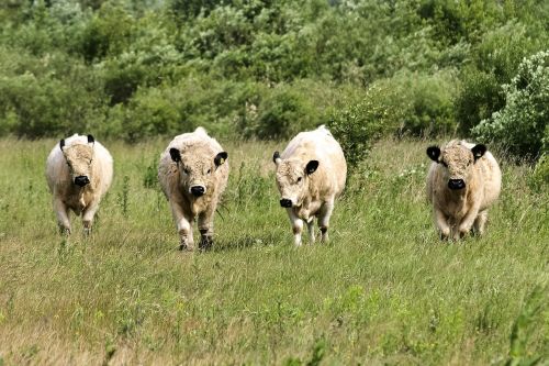 galloway livestock mammal