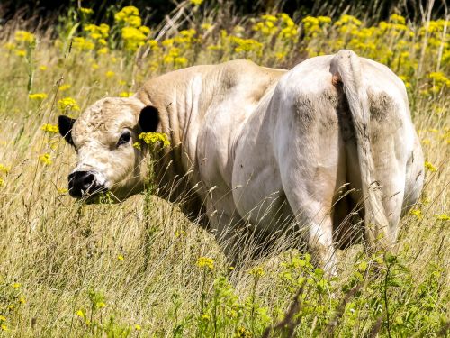 galloway beef mammal