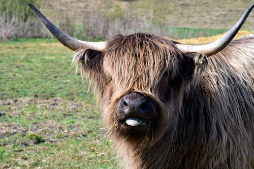 galloway  highland beef  scottish