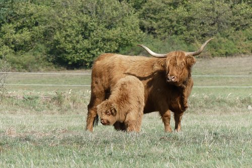 galloway  beef  calf