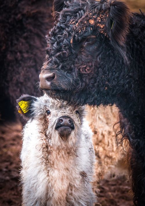 galloway cattle winter coat mammal