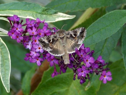 gamma owl butterfly noctuinae stubs