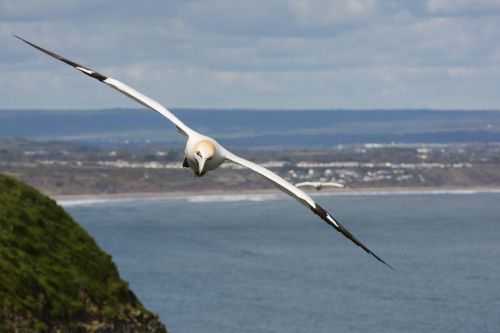 gannet flight soar
