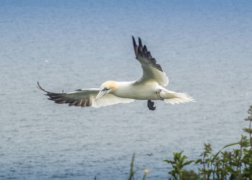 gannet bird wildlife