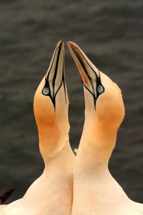 gannet birds germany