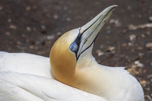gannet  bird  sea