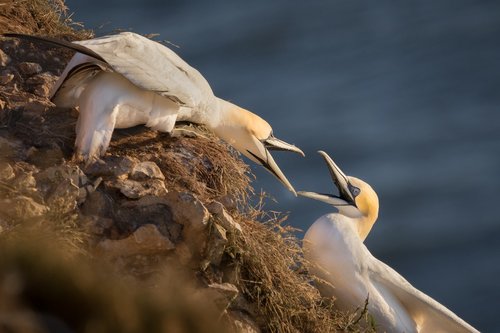 gannet  birds  nature