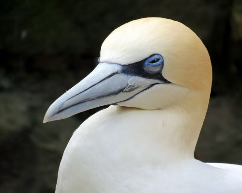 gannet sea-bird bird