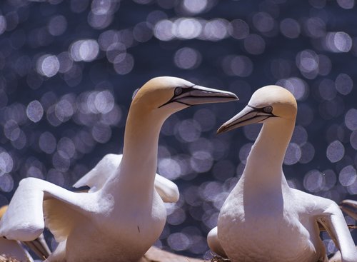 gannets  birds  idiot