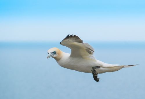 gannett bird in flight yorkshire