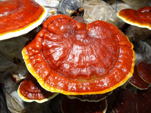 ganoderma medicinal mushrooms lingzhi mushroom