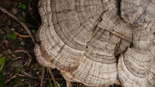 ganoderma mushroom fungus