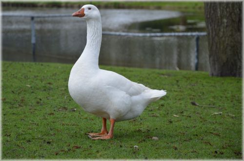 Goose