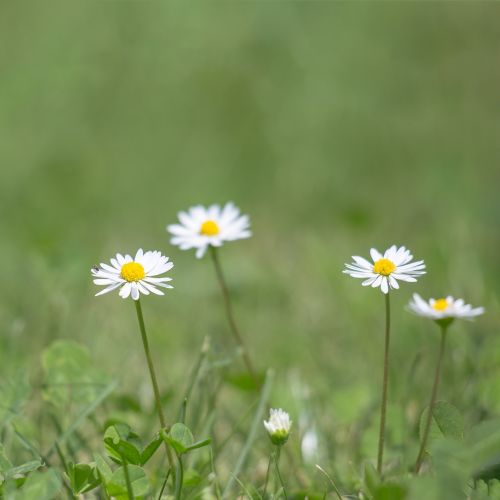 gänsblümchen nature meadow