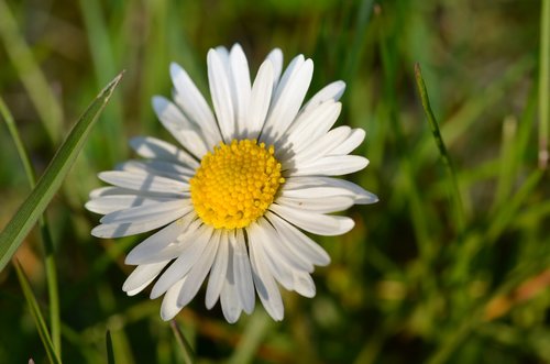 gänseblümchen  flower  spring