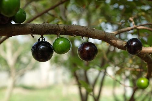 garbo greta fruit tree grape fruit