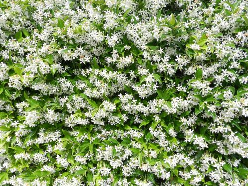 garden jasmine flowers