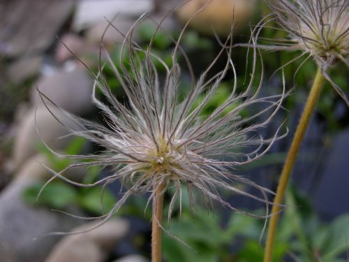 garden flower seeds was