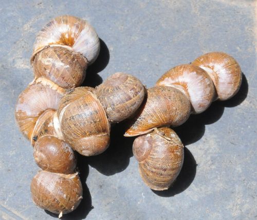 garden snails aestivation