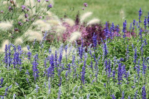 garden park lavender