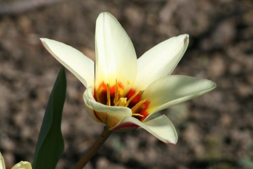 garden plant gardening