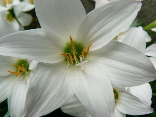 garden flower flowers