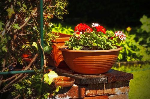 garden flower nature