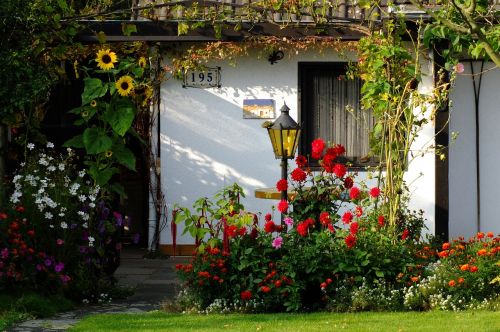 garden flowers home