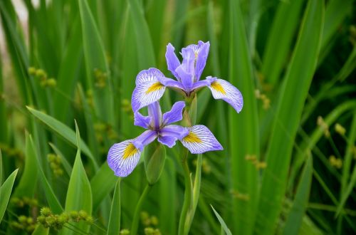 garden flower photo