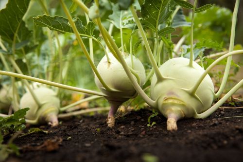 garden vegetable vegetable garden