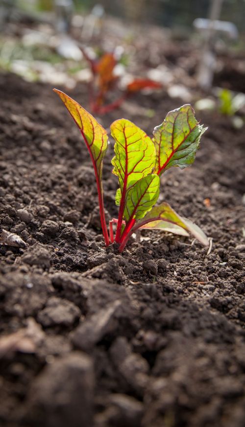 garden plant spring