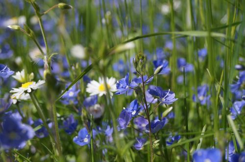 garden bluebells grass