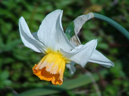 garden spring flowers