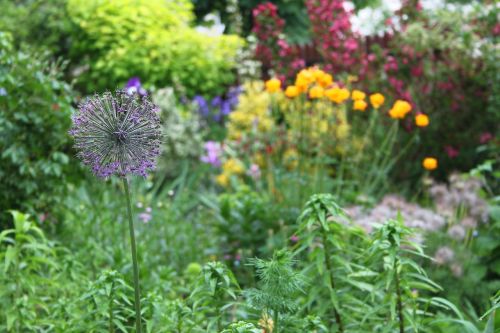 garden flowers spring