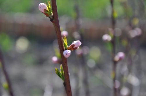 garden bloom tree