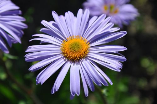 garden flower nature