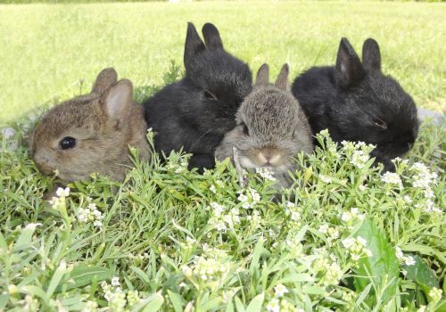 garden flowers bunnies